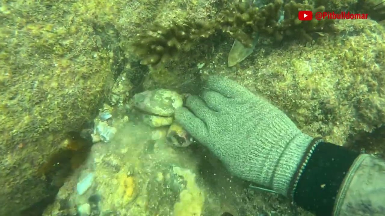 PESCA SUB APROCURA DO POLVO | #pesca #pescasub #fishing #polvo #octopus #oceano  #polvo