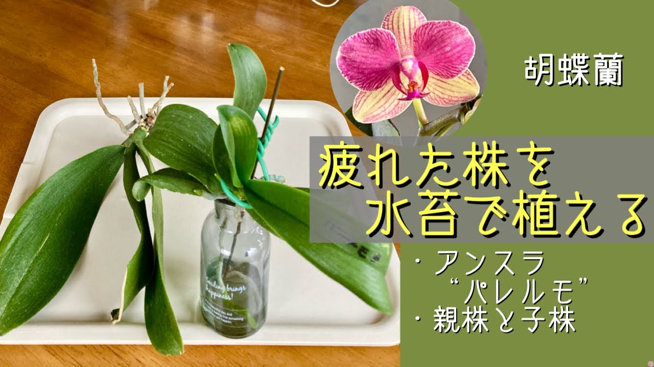 July 13, 2026: Phalaenopsis 