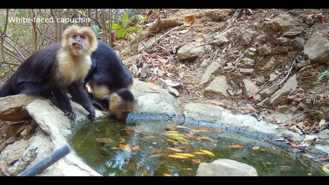 Nicaragua Camera Trap | 003