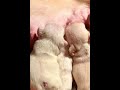 French Bulldog Puppies Nursing: Pure Audio Cuteness #nursing #puppy #pistenbully #puppers #goodpup