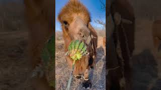 Camel vs Cactus