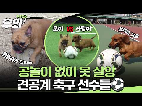 [⭐‍️#우와픽] 공놀이밖에 모르는 '로이'와 '사랑이'가 만나 겨루는 축구 대결! ⚽ #TV동물농장 #우와한비디오 #우와비