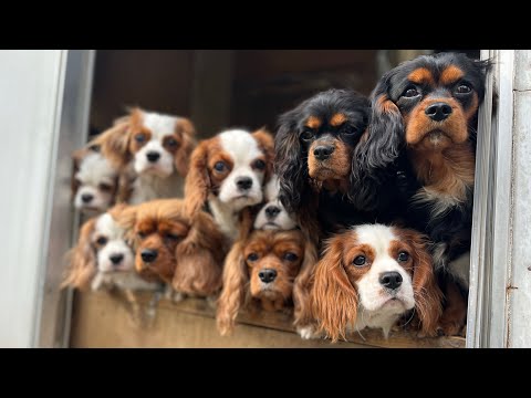 キャバリア専門ブリーダーさんをインタビュー