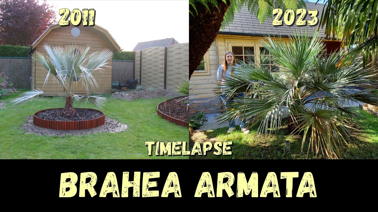 13 Years Timelapse of my Brahea armata @ Belgium