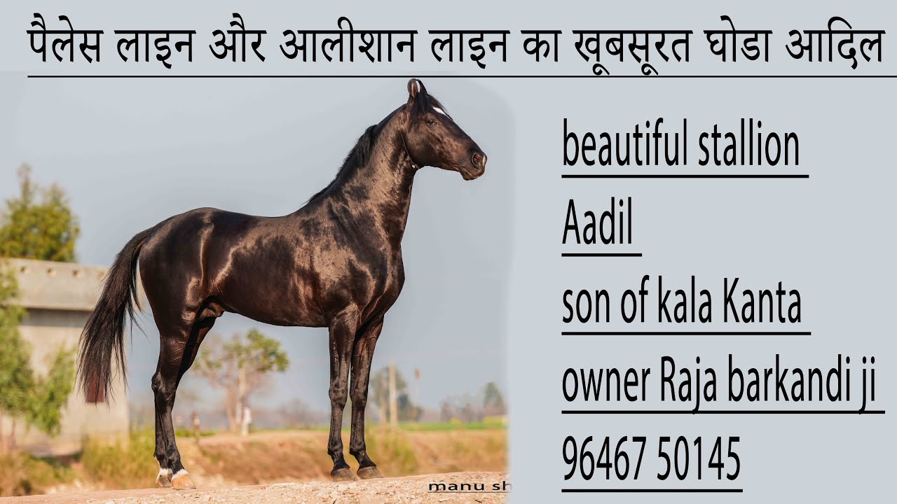 एक मुलाकात शानदार घोड़े आदिल के मालिक के साथ talk with owner of ...