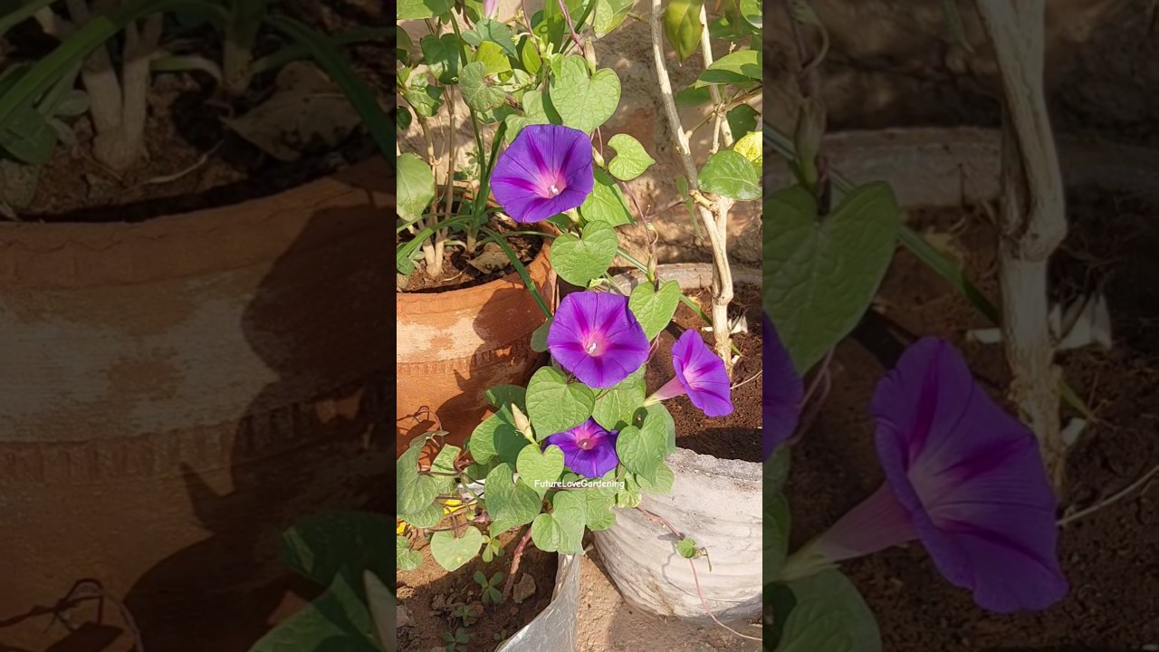 grow Trumpet Flower Seeds 🎺 🙊