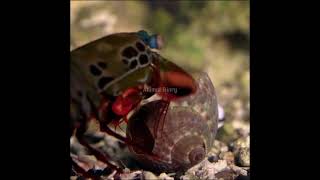 Peacok Mantis Shrimp - Petinju dari bawah laut #shorts