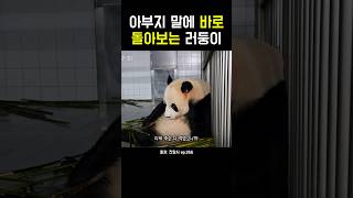 아부지 말에 바로 돌아보는 러둥이! #강바오 #러바오