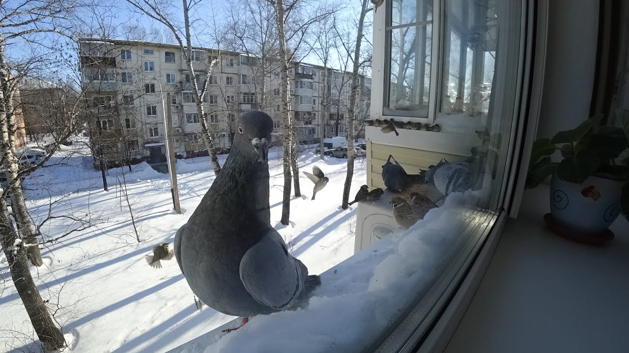 Скрытая камера. Сколько птиц прилетит к кормушке на горсть пшена ?