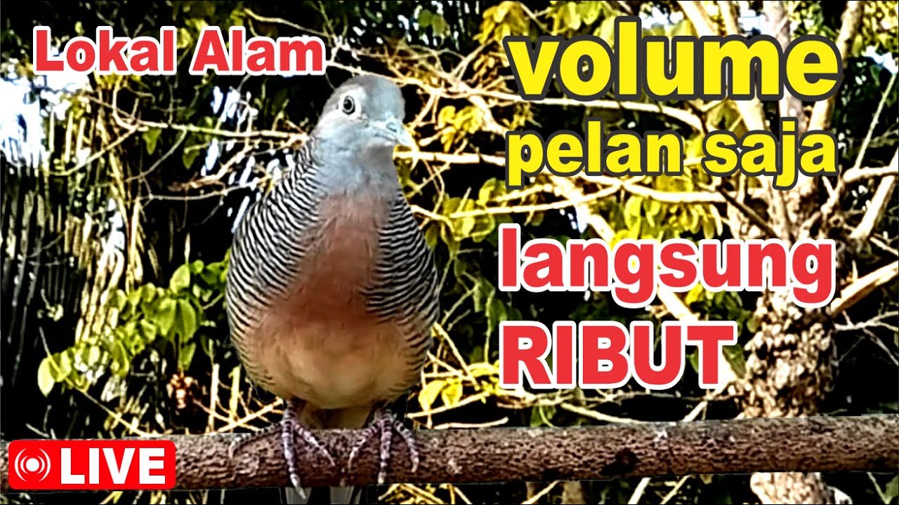 suara burung Perkutut Lokal Gacor di alam liar manjur buat masteran