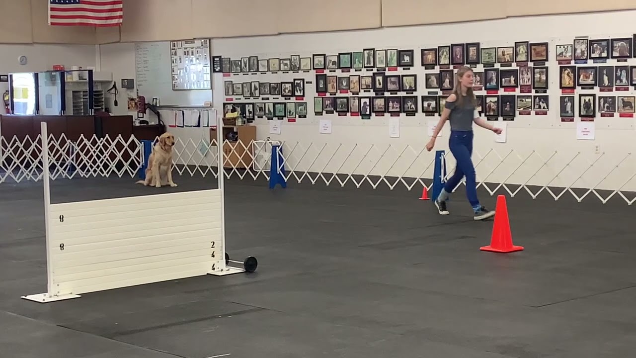 akc-open-a-obedience-trial-1st-place-youtube