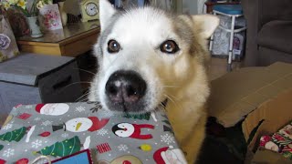 it's CHRISTMAS again ~ in March ~ Lucky HUSKY and Hoomans open gifts ..