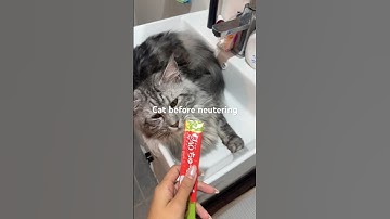 Male cat reaction after being neutered 🥲 #cat #catlover #pets #petslover #catcontent #shorts