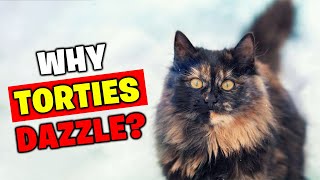 What Makes TORTOISESHELL Cats So Unique?