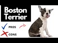 Boston Terrier Pros And Cons | The Good AND The Bad!! の動画、YouTube動画。