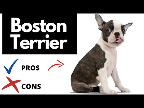 Video: Boston Terrier: Breed Description, Owner Reviews