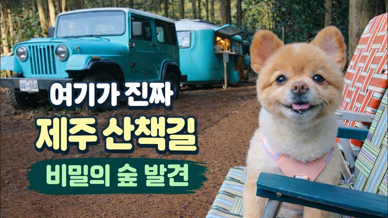 제주 애견동반 숲 산책 브이로그￼🌲🐶ㅣ곰이랑 오션뷰카페에서 불멍하기🔥