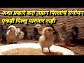कोंबडी पालन ,लहान पिल्लांचे संगोपन कसे करायचे, Deshi poultry farm, कुकूटपालन व्यवसाय
