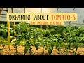 How I Grow Big Tomatoes 🌿 | Pruning in the High Tunnel