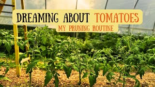 How I Grow Big Tomatoes 🌿 | Pruning in the High Tunnel