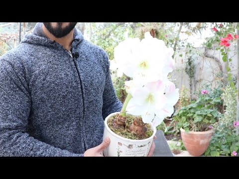 جميع ما تحتاج معرفته عن نبات الاماريليس