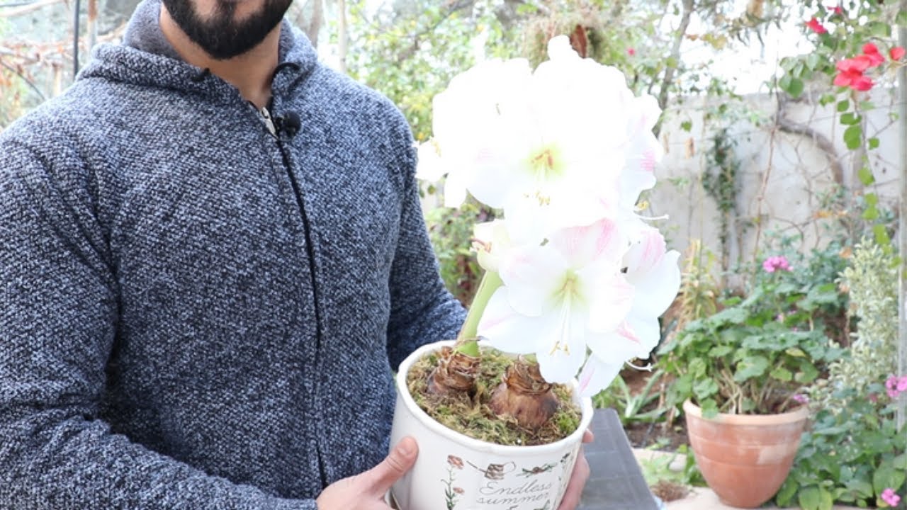 جميع ما تحتاج معرفته عن نبات الاماريليس