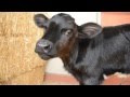 A Happy Ending for Holly the Calf