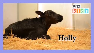 A Happy Ending for Holly the Calf | Animal Rescue Video | Animal Videos | @PETAKids
