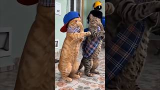 kucing joget kicau mania #shortsvideo #funny