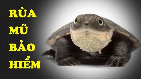Tìm hiểu về Rùa Mũ Bảo Hiểm | Loài rùa có khuôn mặt "cực ngáo" | Hoàng Long Family