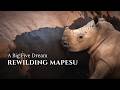 Rewilding Mapesu: A Big Five Dream (4K)