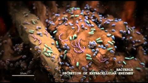 An animation showing bacterial process occurring in soil