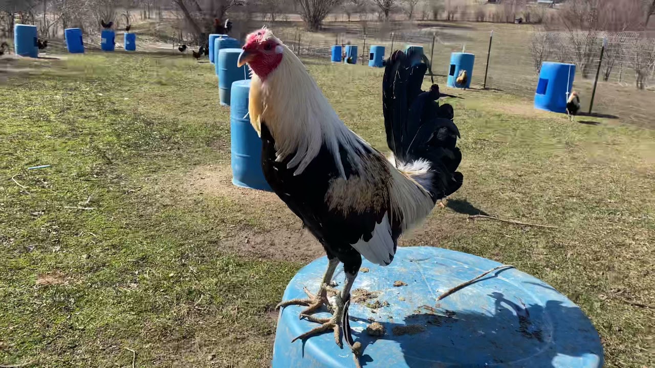 Giros Roy Brady YouTube