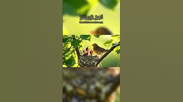 عبد الرحمن مسعد سورة يونس قل لا أملك لنفسي ضرا ولا نفعا #nature #birds #المصحف #quran