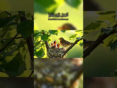 عبد الرحمن مسعد سورة يونس قل لا أملك لنفسي ضرا ولا نفعا Nature Birds المصحف Quran 