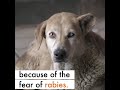 Vaccinating against rabies creates superdogs