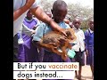 Vaccinating against rabies creates superdogs