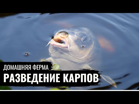 Домашняя ферма. Карпы