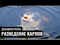 Домашняя ферма. Карпы