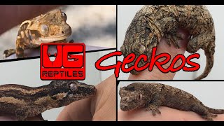 Creature Feature - January 2020 - Geckos
