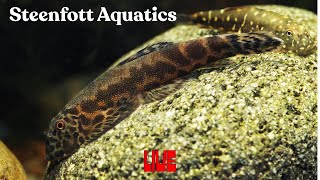 Hangin’ Out and Talking Fish | Steenfott Aquatics Live