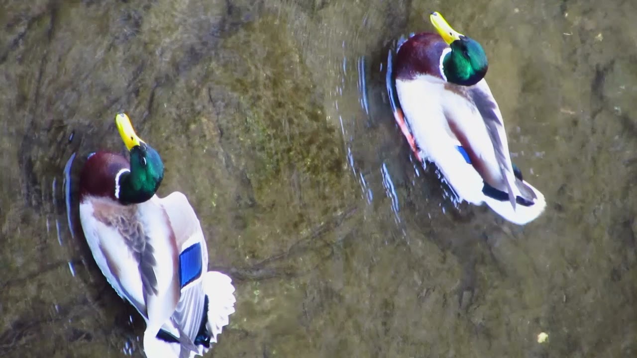 Ducks in the city (Upside down feeding, Feather cleaning, Stretching)