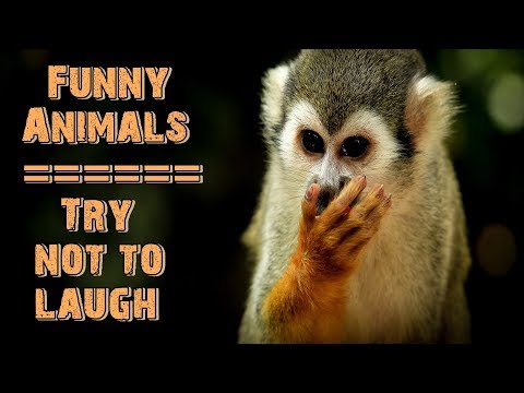 try-not-to-laugh-watching-animals-|-funny-headlines