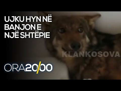 Ujku hyn në banjon e një shtëpie në Deçan - 28.11.2020 - Klan Kosova