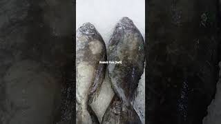 Rabbit Fish (Safi) #seafood #shortvideo #fishing #fish #Osean'Bounty #ocean