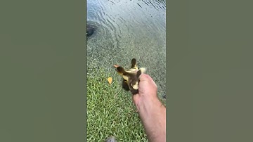 Thumbnail of When Saving Ducks Goes Awry || ViralHog