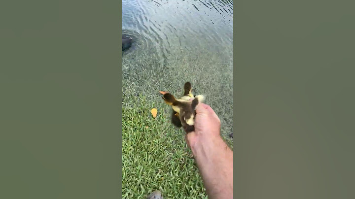 When Saving Ducks Goes Awry || ViralHog