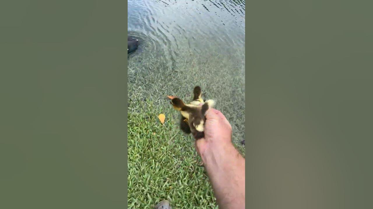 When Saving Ducks Goes Awry || ViralHog