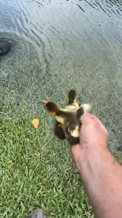 When Saving Ducks Goes Awry || ViralHog