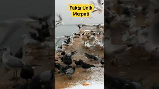 Fakta Unik burung Merpati #pengetahuan #bukuduniak